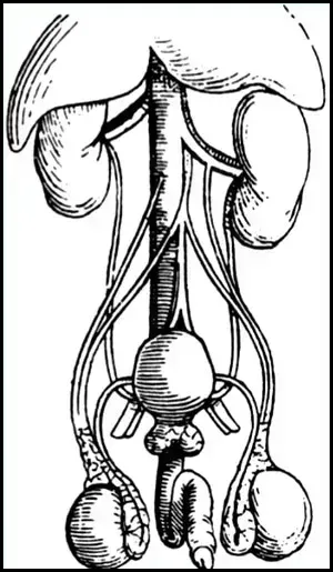 Oude anatomische weergave van de prostaat.